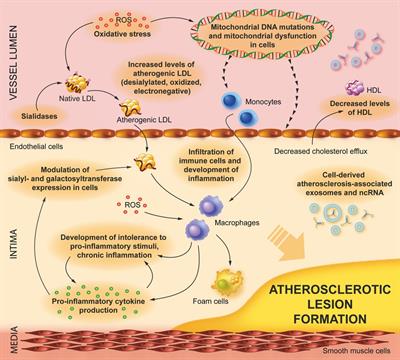 Editorial: Lipids and inflammation in health and disease, volume II